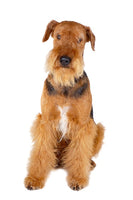 Airedale Bobblehead