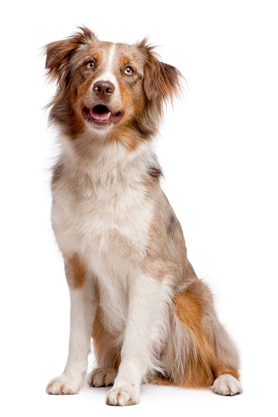 Australian Shepherd Bobblehead