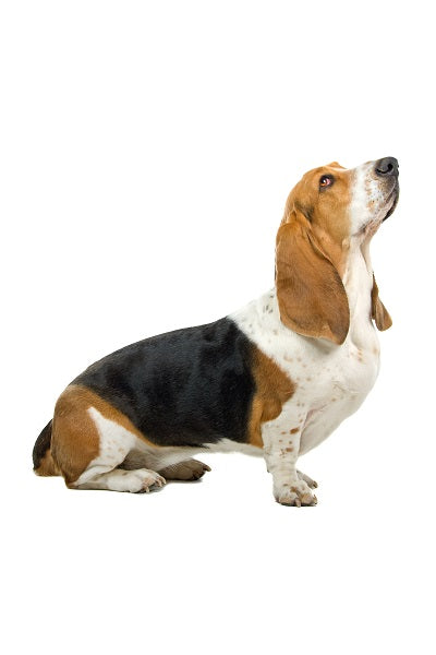 Basset Hound Bobblehead