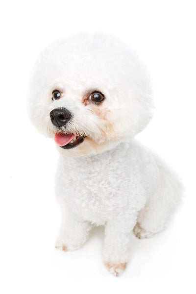 Bichon Frise Bobblehead