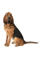 Bloodhound Bobblehead