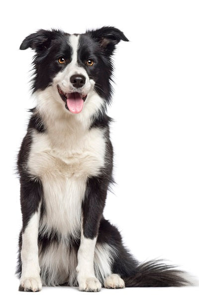 Border Collie Bobblehead