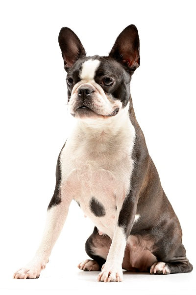 Boston Terrier Bobblehead