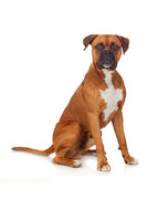 Boxer Dog Bobblehead