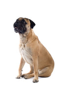 Bull Mastiff Bobblehead
