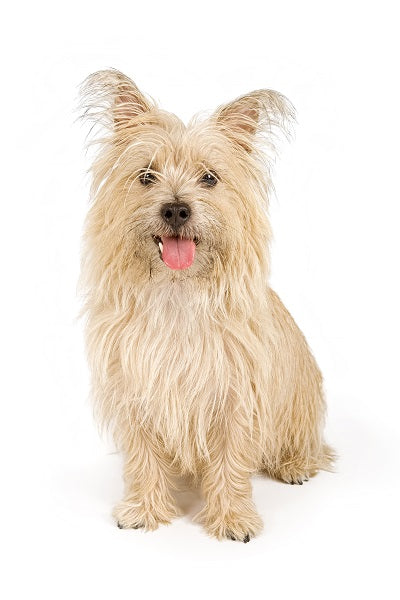 Cairn Terrier Bobblehead