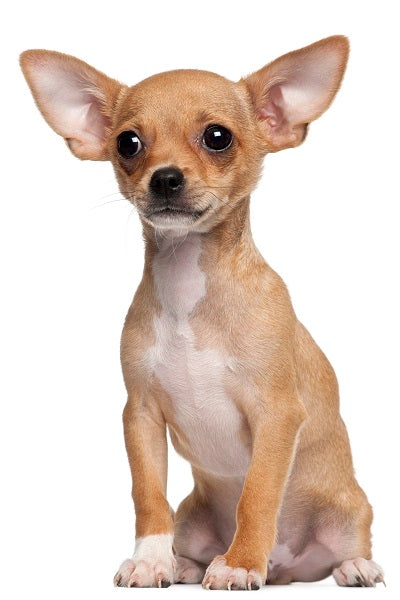 Chihuahua Bobblehead