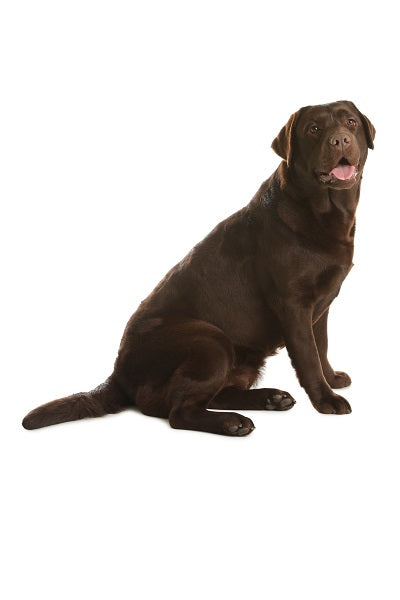 Chocolate Lab Bobblehead