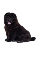 Chow Chow Bobblehead