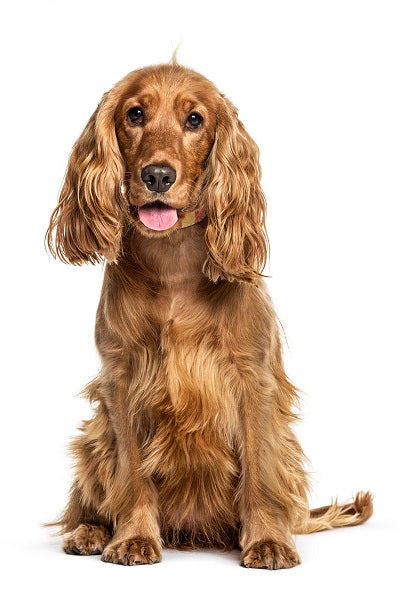 Cocker Spaniel Bobblehead