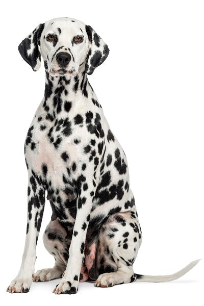 Dalmatian Bobblehead