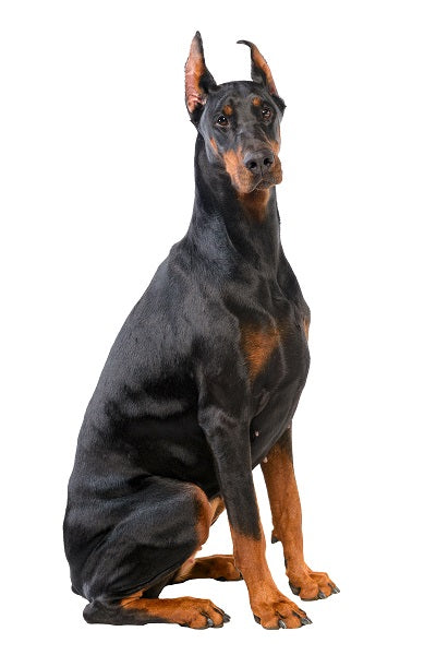 Doberman Bobblehead