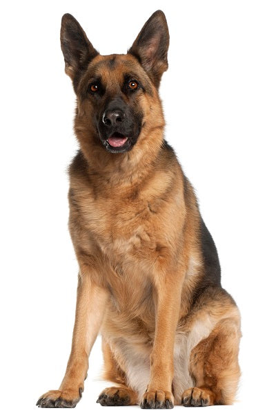German Shepherd Bobblehead