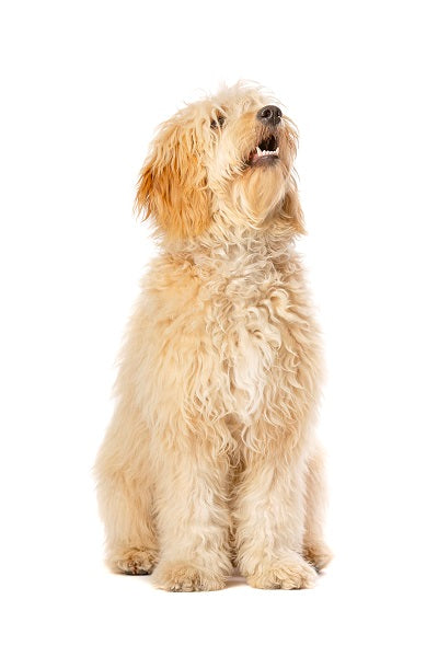 Goldendoodle Bobblehead