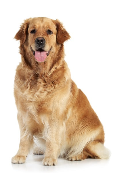 Golden Retriever Bobblehead