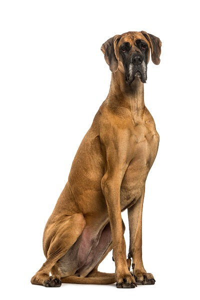 Great Dane Bobblehead