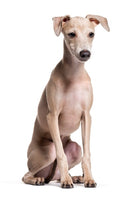 Greyhound Bobblehead