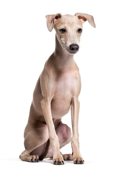 Greyhound Bobblehead