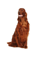 Irish Setter Bobblehead