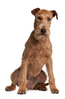 Irish Terrier Bobblehead