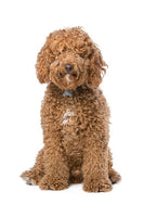 Labradoodle 2 Bobblehead