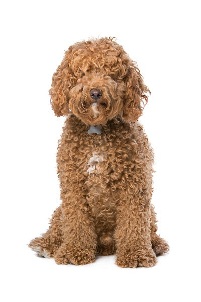 Labradoodle 2 Bobblehead