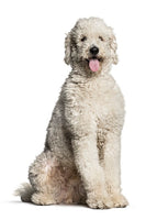 Labradoodle Bobblehead