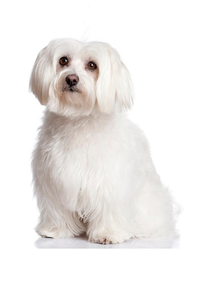Maltese Bobblehead