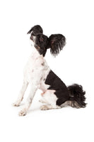 Papillon Bobblehead