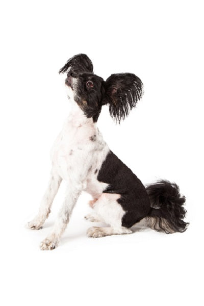 Papillon Bobblehead