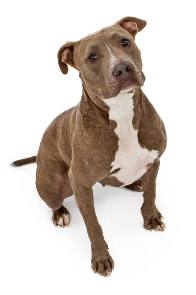 Pit Bull Bobblehead