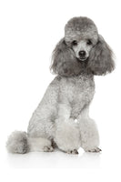 Miniature Poodle Bobblehead