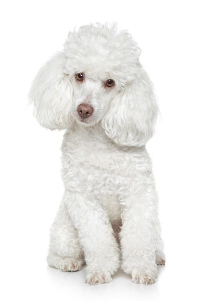 Toy Poodle Bobblehead