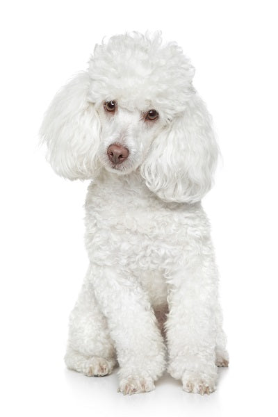 https://www.bobbleforacause.com/cdn/shop/products/Poodle_Toy_600x400_6b6f8169-99d8-43e4-82c0-71cf900cd83a_grande.jpg?v=1626855767