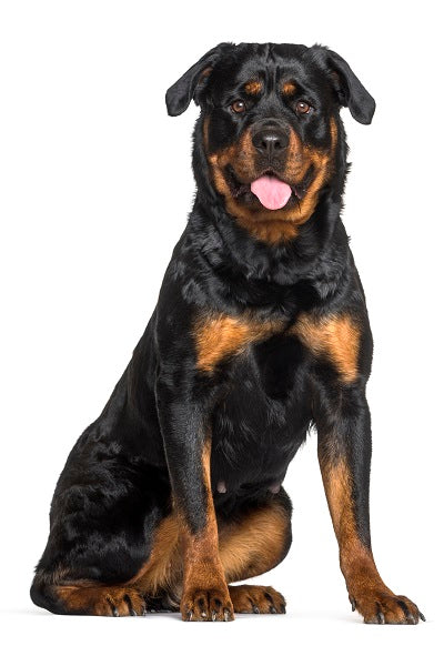 Rottweiler Bobblehead