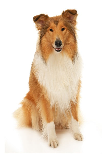 Collie (Rough) Bobblehead