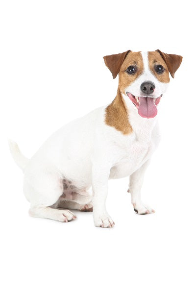 Russell Terrier Bobblehead