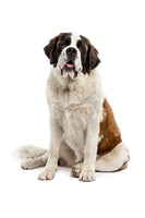 Saint Bernard Bobblehead