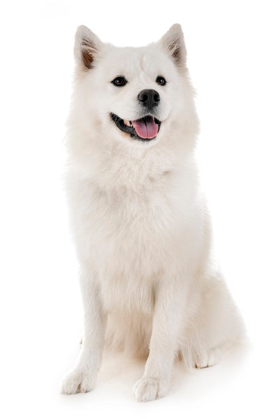Samoyed Bobblehead