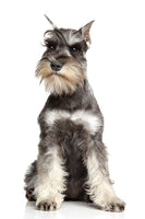 Schnauzer Mini Bobblehead