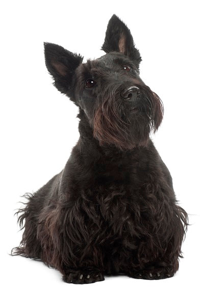 Scottish Terrier Bobblehead