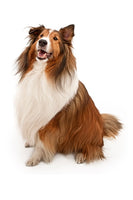 Shetland Sheepdog Bobblehead