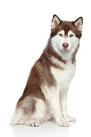 Siberian Husky Bobblehead