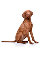 Vizsla Bobblehead