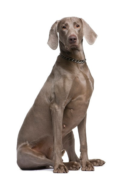 Weimaraner Bobblehead