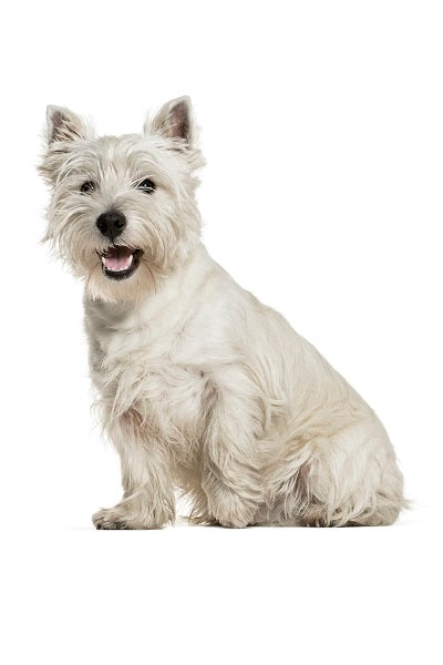 West Highland Terrier Bobblehead