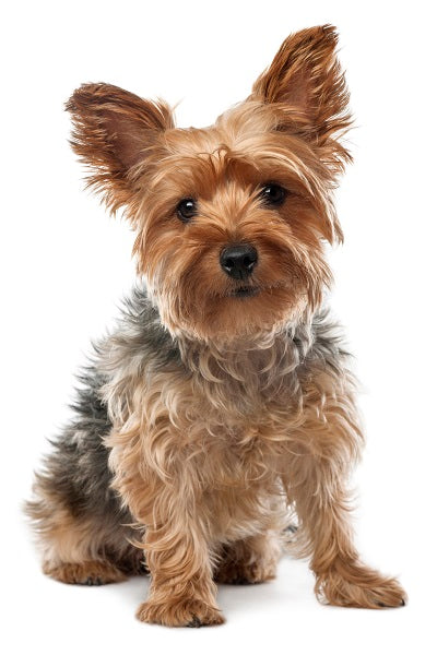 Yorkshire Terrier Bobblehead